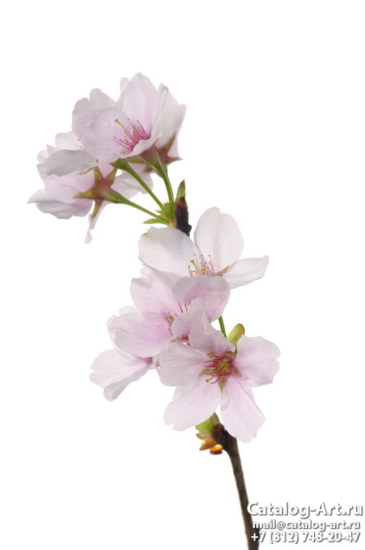 Blossom tree 44